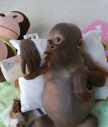 Budi during recovery