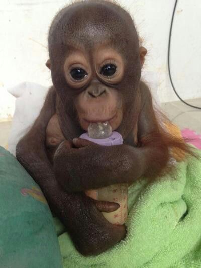 Baby Budi being bottle-fed after rescue